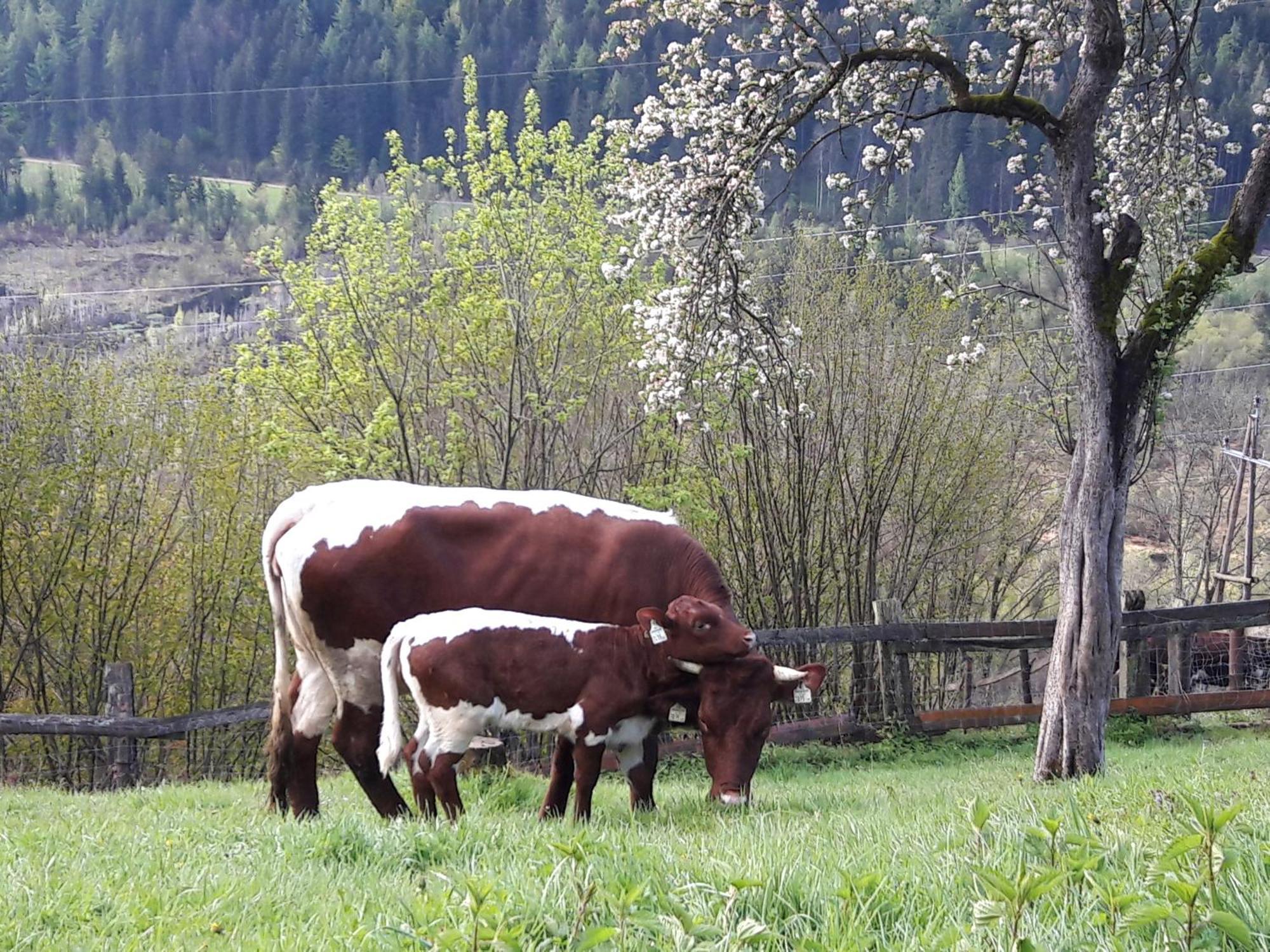 Ferienhaus Lechnerhof Schladming Εξωτερικό φωτογραφία